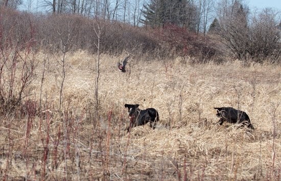 Dog Electronic Training Collars