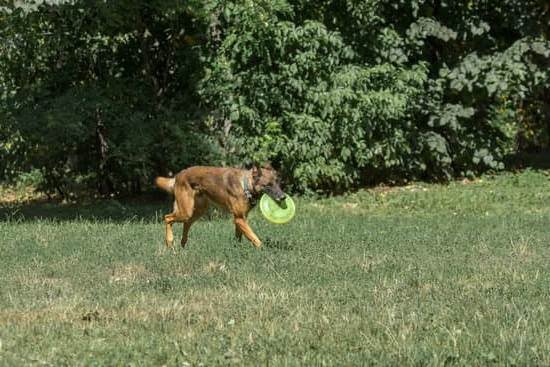 Dog Obedience Training Little Rock Dog Obedience Training Little Rock