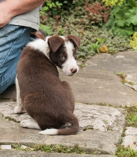 Dog Training Auburn Ca Dog Training Auburn Ca