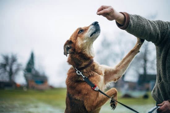 Dog Training Correcting Bad Behavior Dog Training Correcting Bad Behavior