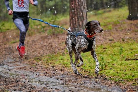 Dog Training Lewisville