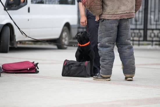 Dog Training Nassau County Long Island Dog Training Nassau County Long Island