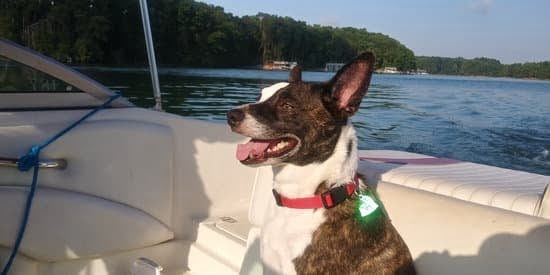 Dog Training Scent Work