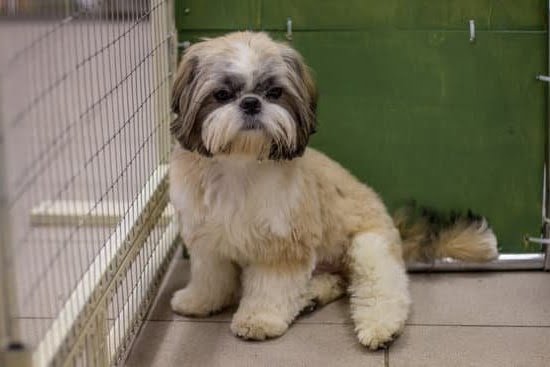 Dr Dunbar’s Dog Behavior and Training