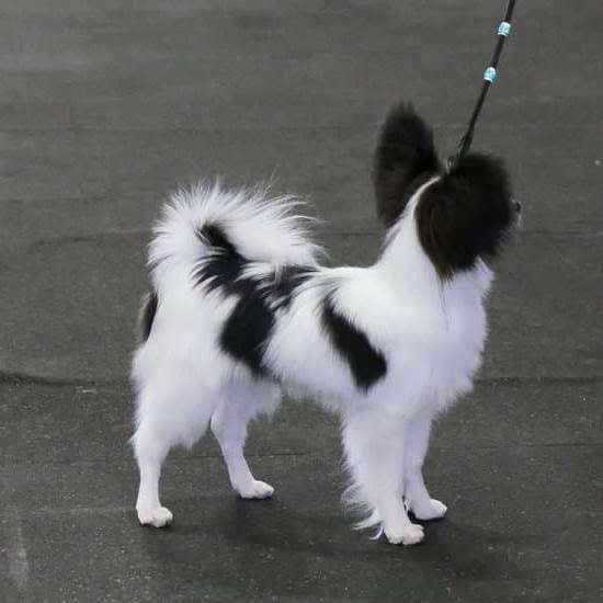 Fun Dog Training 1 Fun Dog Training