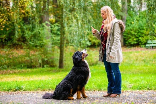 Guard Dog Training Philadelphia Guard Dog Training Philadelphia