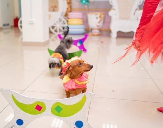 Heel Dog Training Academy 1 Heel Dog Training Academy