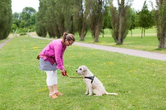 How Can I Become a Dog Trainer Memphis Tn How Can I Become a Dog Trainer Memphis Tn