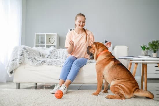 How Do You Train a Dog to Walk With You How Do You Train a Dog to Walk With You