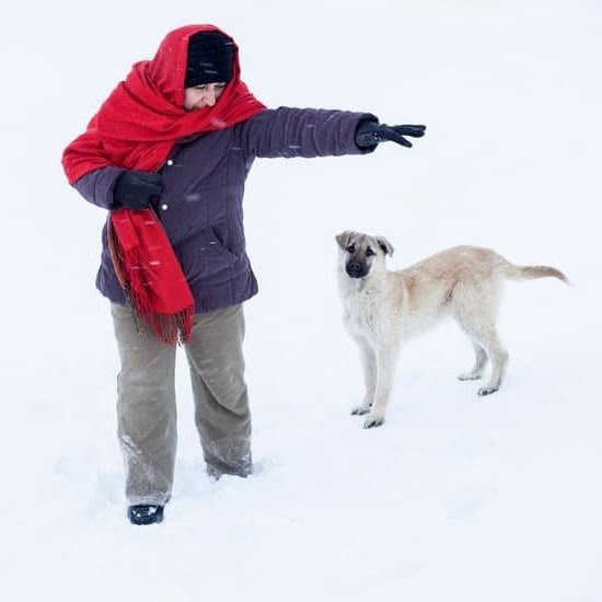 How the Best Way to House Train a Dog How the Best Way to House Train a Dog