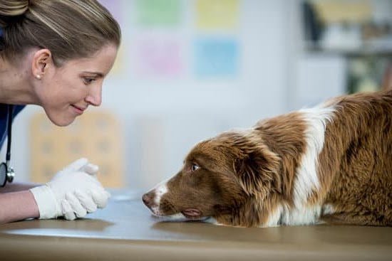 How Can I Become A Police Dog Trainer Every Day Interests how-can-i-become-a-police-dog-trainer-every-day-interests