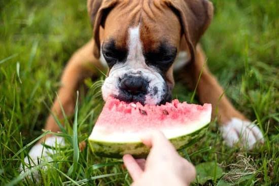 How to Create a Basis Lesson Plan for Dog Training 1 How to Create a Basis Lesson Plan for Dog Training