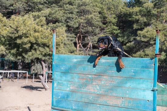 How To Get Emotional Support Dog Training Every Day Interests how-to-get-emotional-support-dog-training-every-day-interests