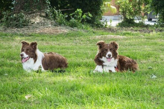 How to Know When Your Dog is Potty Trained 1 How to Know When Your Dog is Potty Trained