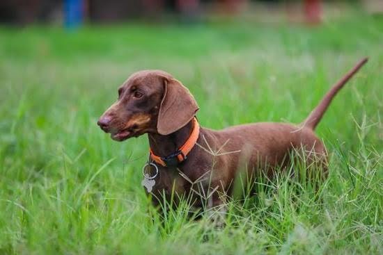 How to Make Money as a Dog Trainer How to Make Money as a Dog Trainer