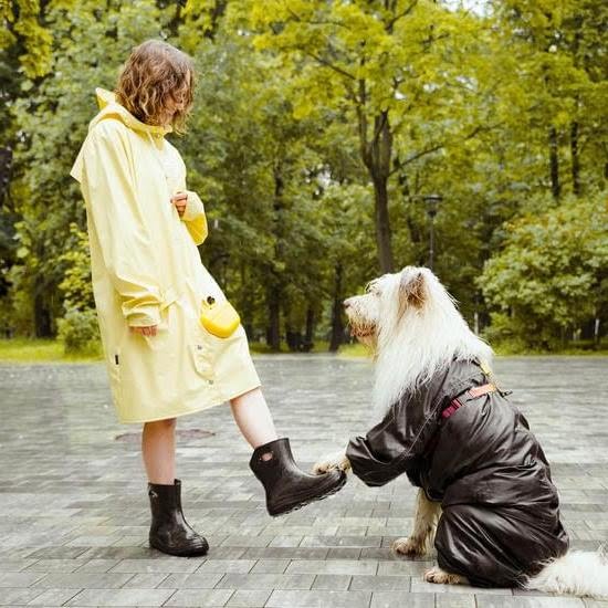 How To Paper Train A Housebroken Dog Every Day Interests