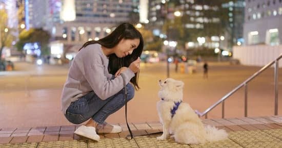 How to Potty Train Boy Dog How to Potty Train Boy Dog