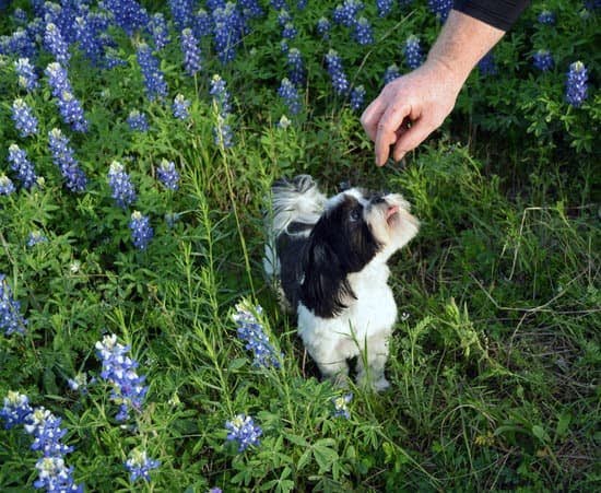 How to Train a Brushing Dog 1 How to Train a Brushing Dog