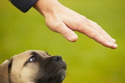 How to Train a Dog Not to Pull on Walks How to Train a Dog Not to Pull on Walks