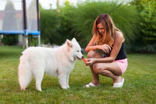 How to Train a Dog Poop in One Place