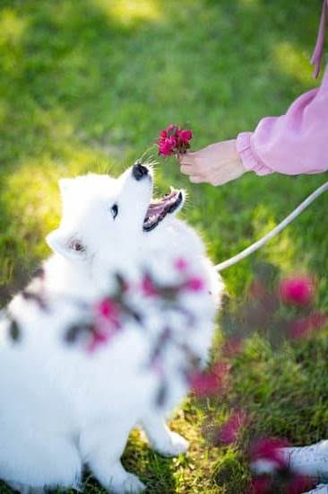 How to Train a Dog to Come to Its Name How to Train a Dog to Come to Its Name