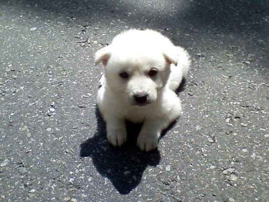 How to Train a Dog to Detect Blood Sugar How to Train a Dog to Detect Blood Sugar