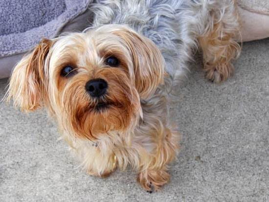 How to Train a Dog With Behavior Issues