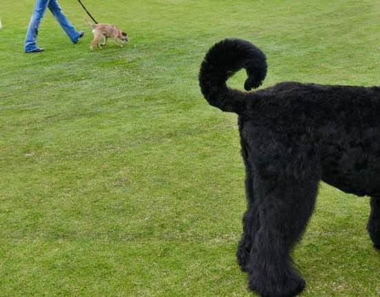 How to Train a Dog You Got From Another Owner How to Train a Dog You Got From Another Owner