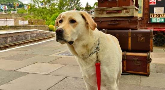 How to Train a Family Guard Dog