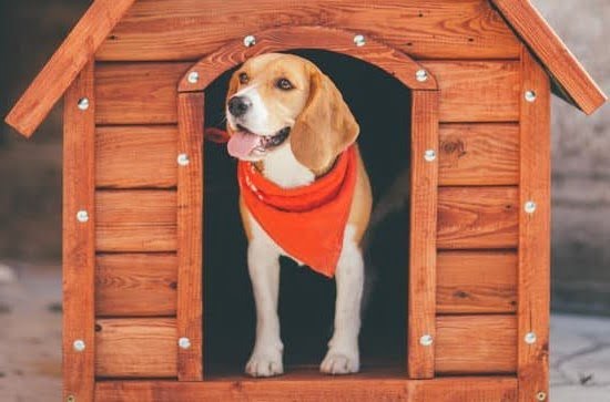 How to Train My Dog to Come