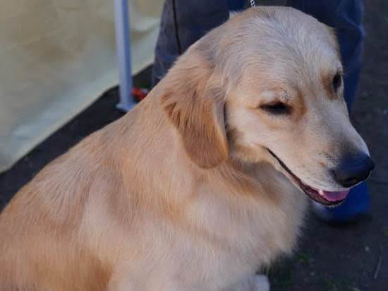 How to Train My Dog to Jump Into My Arms