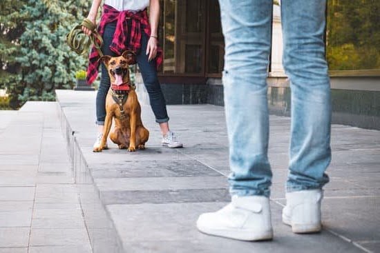 How to Train My Rottweiler Dog 1 How to Train My Rottweiler Dog