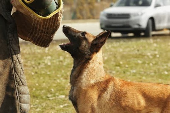How to Train Puppy to Leave Older Dog Alone How to Train Puppy to Leave Older Dog Alone