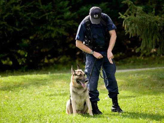 How to Train Service Dog for Someone