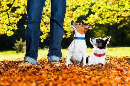 How to Train the Dog at Home