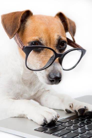 How to Train Yorkies as Therapy Dogs 1 How to Train Yorkies as Therapy Dogs