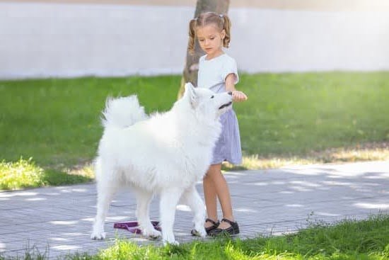 How to Train Your Dog Advanced Tricks How to Train Your Dog Advanced Tricks