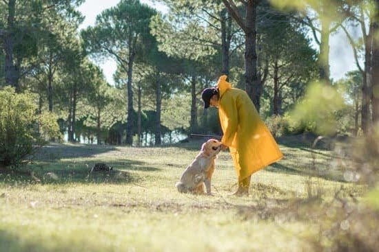 How to Train Your Dog to Go Outside to Potty How to Train Your Dog to Go Outside to Potty