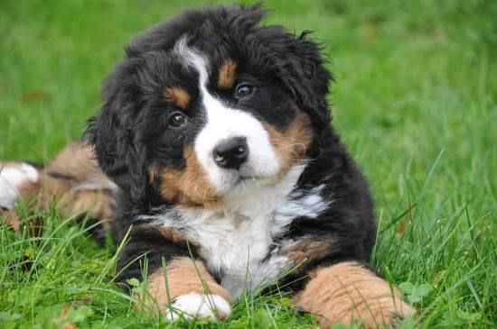 How to Train Your Dog to Like Their Leash