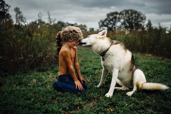 How to Train Your Dog to Protect Your House 1 How to Train Your Dog to Protect Your House