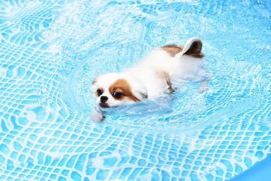 How to Train. A Dog 1 How to Train. A Dog