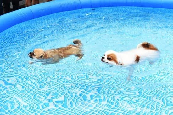 Is Dog Boarding Training Worth It Is Dog Boarding Training Worth It