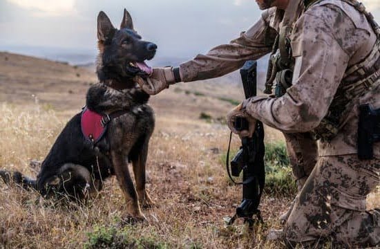 Kentucky Dog Training Kentucky Dog Training