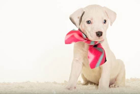 Should Other People Train Your Dog