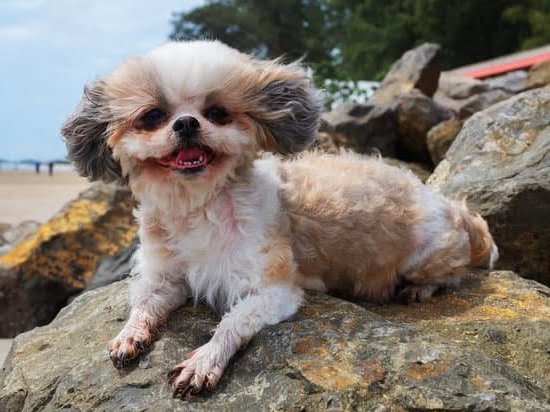 Weight Vest Dog Training Weight Vest Dog Training