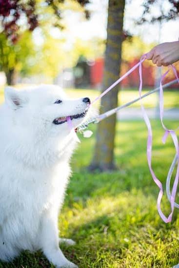 What Age Should You Start Gun Dog Training What Age Should You Start Gun Dog Training