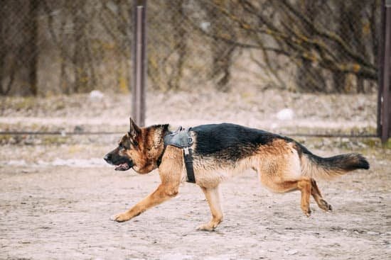 Where to Train to Be a Dog Groomer Where to Train to Be a Dog Groomer