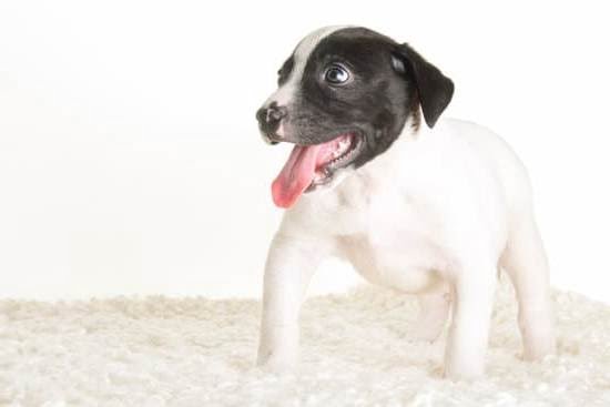 Why Are Big Dogs Easier to Train