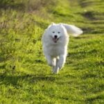 Why Is My House Trained Dog Having Accidents Image of a puzzled owner cleaning up after their house trained dog