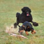 How to Reward Train Your Dog Simplified steps on how to reward train your dog effectively for positive behavior